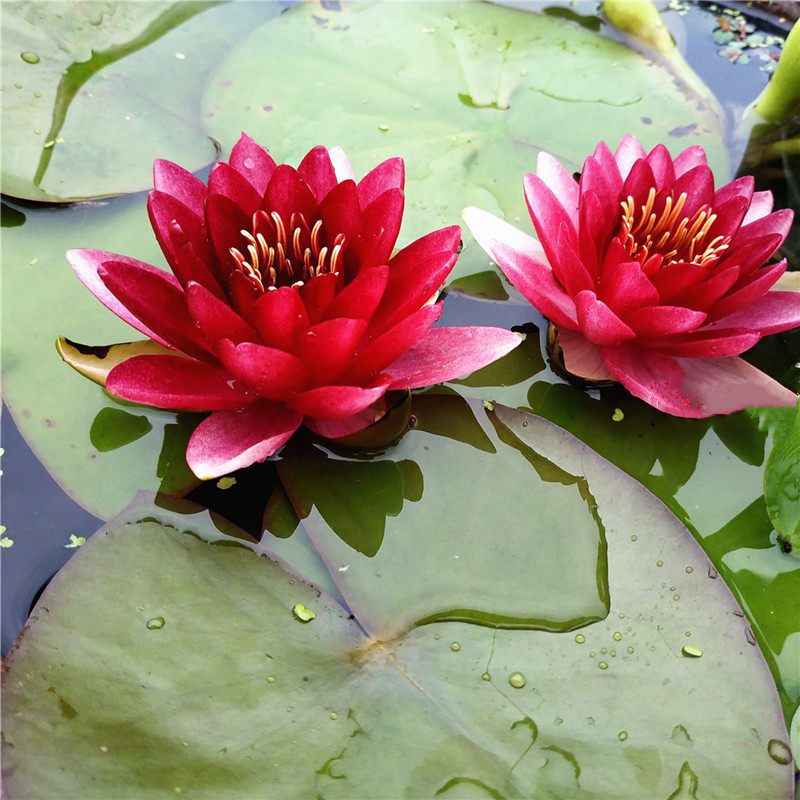 盆栽带花苞水培植物四季荷花水养耐寒池塘大花睡莲根块茎 澳毛斯特(带