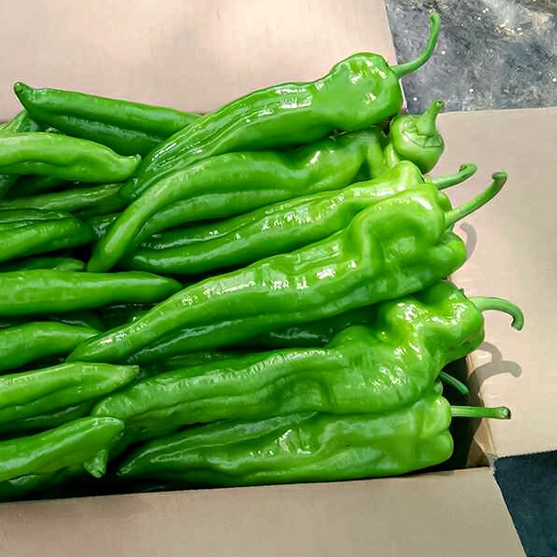 寿禾 牛角椒辣椒种子苗子羊角型大果尖椒 早熟四季盆栽阳台种菜超辣