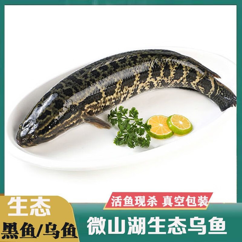 安峰山乌鱼纯黑鱼乌鱼活体现杀黑鱼财鱼月子术后滋补黑鱼 一条装【每