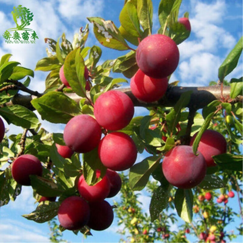 栽当年结果嫁接大果耐耐旱 南北方种植 果树苗 李子树 果苗 秋姬李子