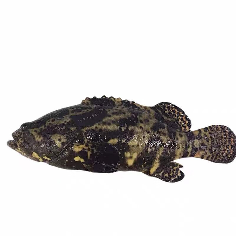 皓谦石斑鱼 鲜活速冻海鲜水产鲜活深海鱼龙趸鱼大石斑生鲜批发 大龙胆