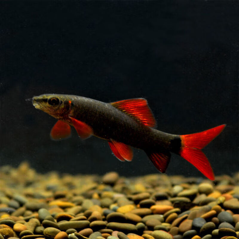 墨一金苔鼠观赏鱼活体鱼缸清洁鱼垃圾鱼除藻鲨鱼彩虹鲨工具鱼 5-6cm