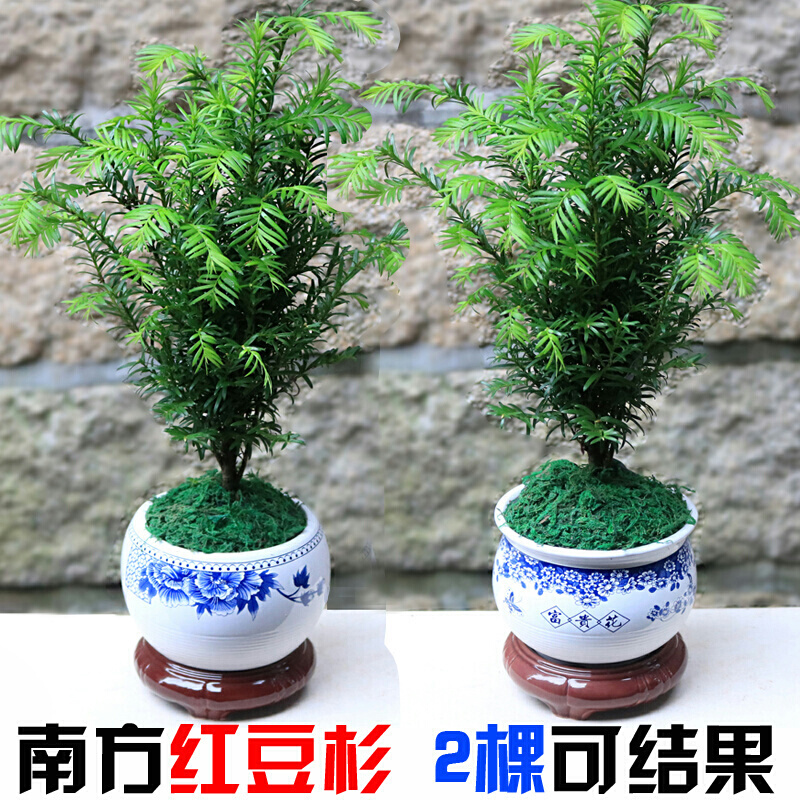 园艺红豆杉树苗植物盆景绿植创意盆栽南北方红豆杉小苗花卉植物绿植 3