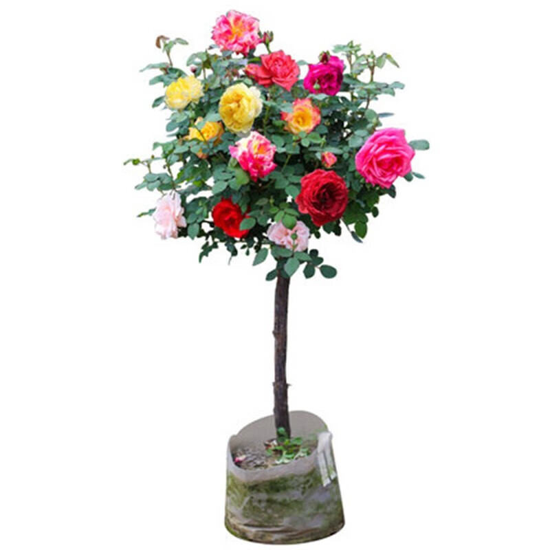 树状月季树桩月季大花浓香四季开花庭院盆栽地栽月季树苗棒棒 印象派