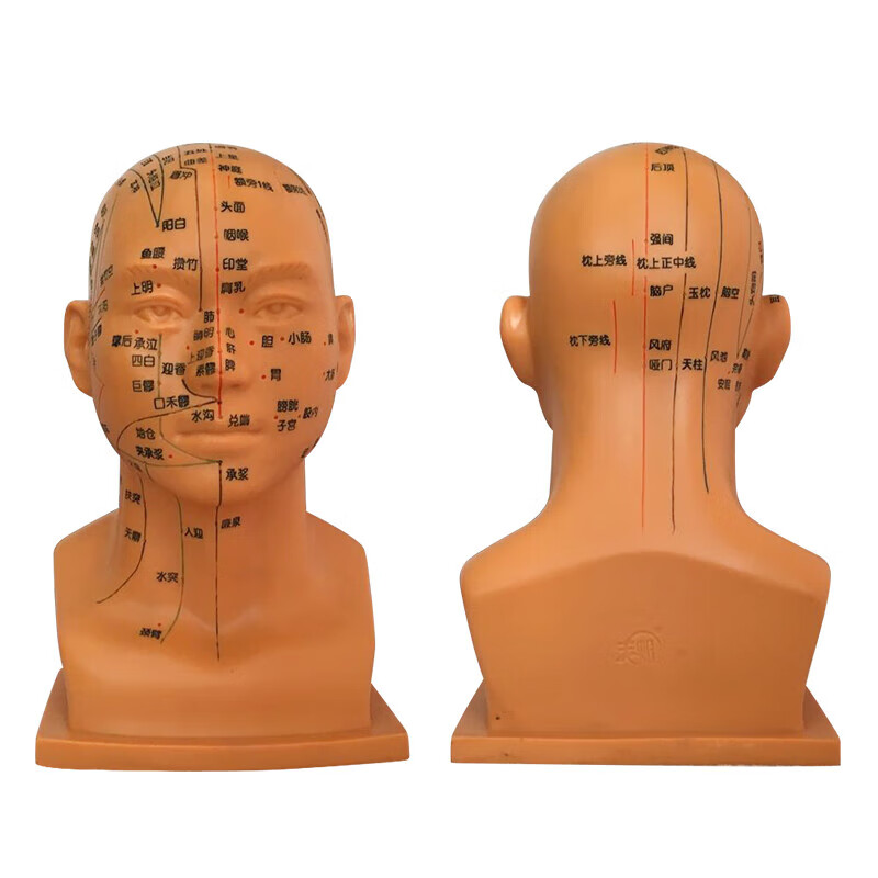 头部穴位头模型中人体教学经络图30厘米加大颈部47cm针灸腧穴 30cm铜