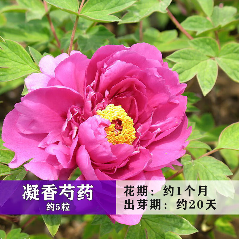 花卉秋冬花种波斯菊花凤仙牡丹芍药美女樱玫瑰绣球茉莉 凝香芍药约5粒