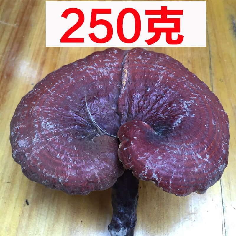 贵州野生灵芝赤灵芝特级一斤装红灵芝整枝特大老货 250