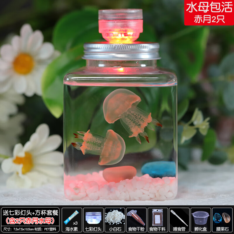 姬卉水母活物缸家养好养儿童学生桌面小动物宠物迷你懒人水族箱赤月