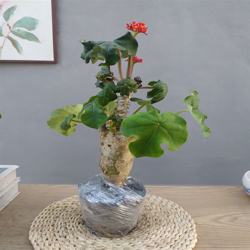 魔月(manamoon)佛肚海棠盆栽大肚红花块根易活观花植物阳台庭院绿植