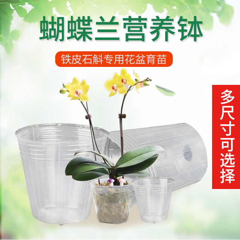 醉春木蝴蝶兰营养钵兰花石斛播种育苗盆透明育苗杯白色营养杯塑料育苗