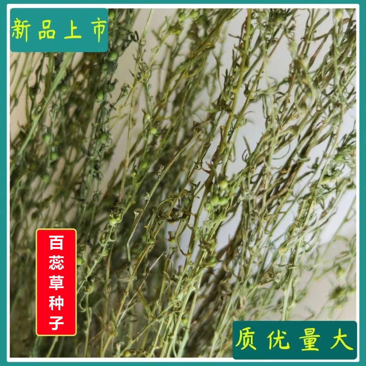 姒桀百蕊草百乳草细须草青龙草包野生麦黄草一年生小米草子 百蕊种子