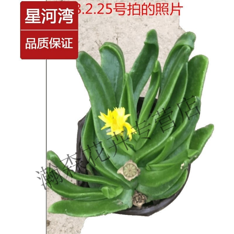 佛手托金多肉植物仙人佛手佛手掌佛手托金植物大苗 发货实物照片 不含