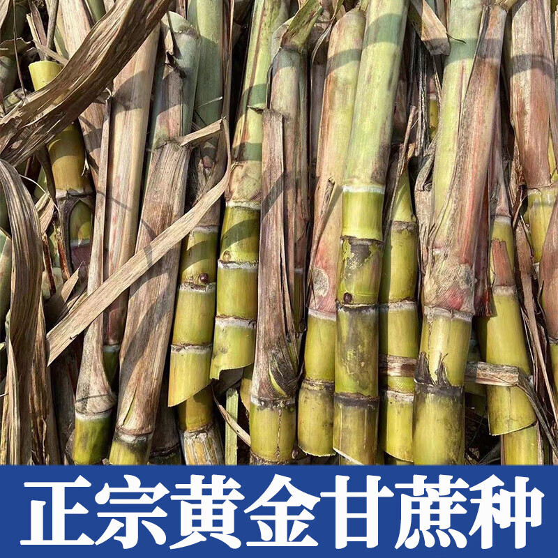 旺园兴正宗广西水果黑皮甘蔗黄皮甘蔗种苗高产黄金甘蔗种子种植苗籽