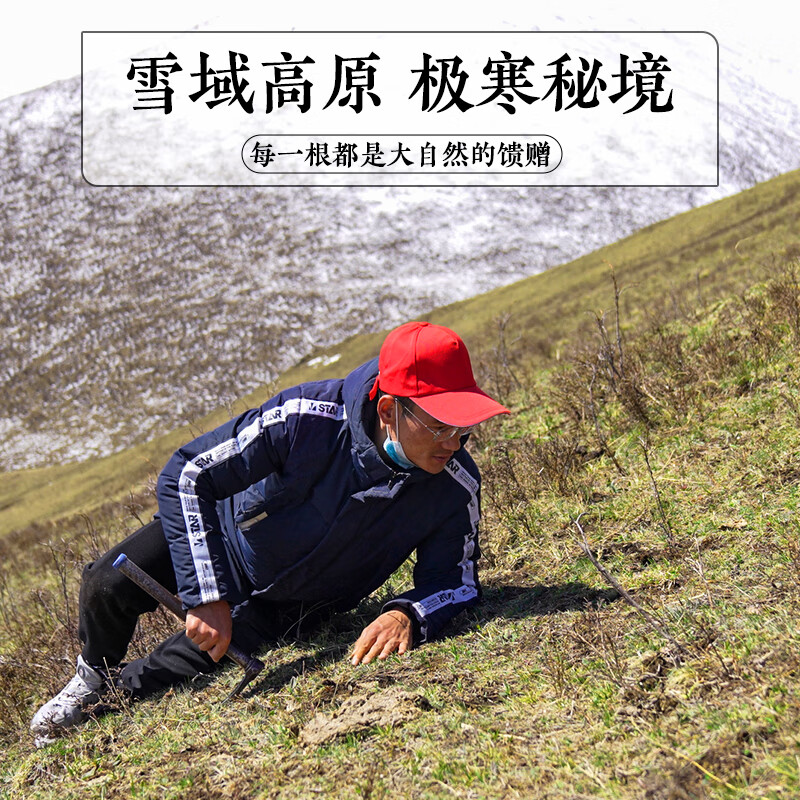 藏汐堂【2026年头茬鲜草】新鲜冬虫夏草 头期鲜虫草 滋补营养品 0.6克/条 15条*1盒