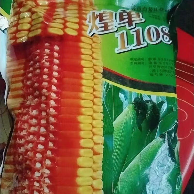 煌单1108矮杆大棒国审玉米种子抗旱抗病抗倒南方苞谷抗虫包谷 1.
