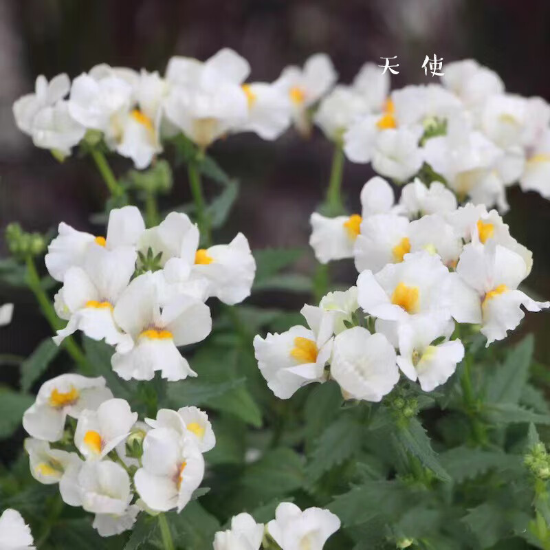 龙面花 耐寒四季开花花卉盆栽精致日系阳台花园组 乳白色天使10cm 不