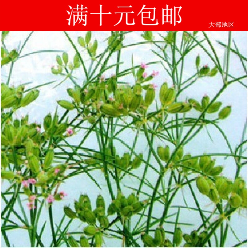 tlhhlz香草种子孜然植物种子花卉种子阳台盆栽香草约