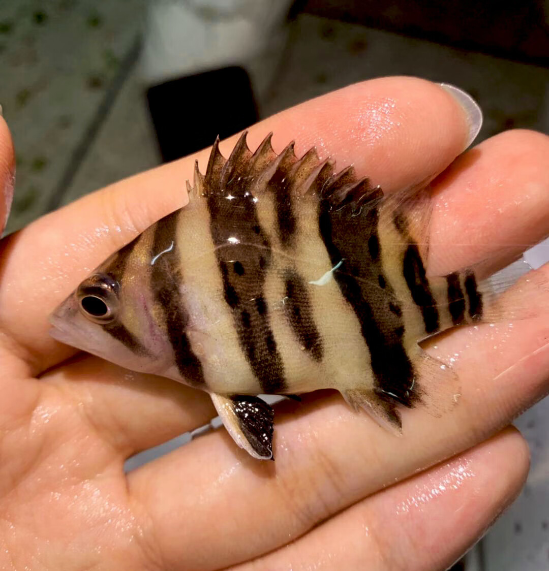 忘己印尼三纹虎鱼泰国泰北虎淡水苏虎杂纹四纹虎观赏鱼练手虎鱼虎鱼