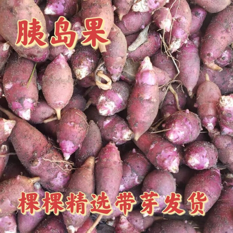 胰岛果种苗红果菊芋鬼子姜紫皮野生真果洋姜菊芋红芋药姜果茶地环