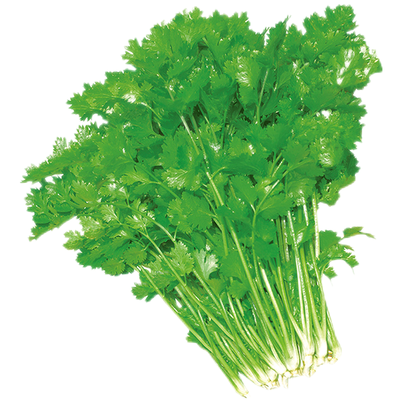 沂蒙荟馨园香菜芫荽菜新鲜蔬菜 1000克
