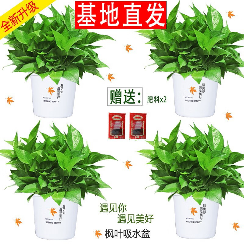 繽賢綠蘿盆栽室內(nèi)辦公室植物大葉吊蘭花卉綠植綠籮盆景吸水盆懶人 楓葉吸水盆綠蘿四盆+2液