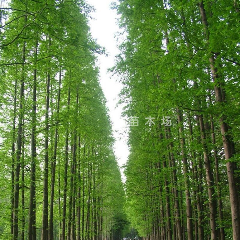 水杉 水杉树苗 金叶水杉 树苗 水衫树苗 水松树 速生杉树苗 1-1.