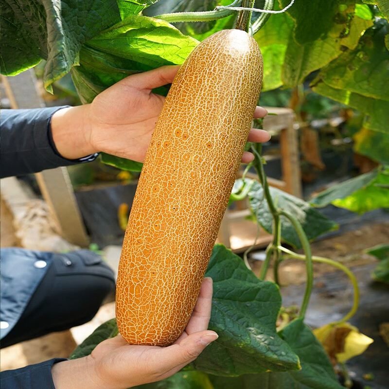 种菜记 麻皮老黄瓜种子东北麻皮老品种大黄皮黄瓜种籽黄瓜种农家蔬菜