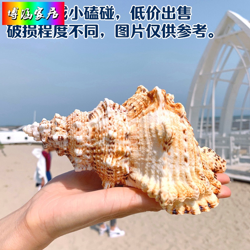溥畔海螺贝壳工艺品 特大海螺大石号螺天然贝壳大海螺鱼缸造景水族装