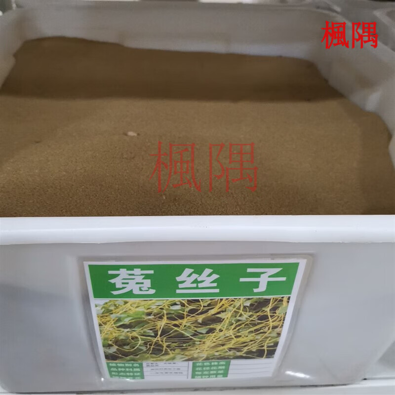 楓隅菟丝子种子四季种籽多年生庭院观叶种孑 菟丝子种子一斤