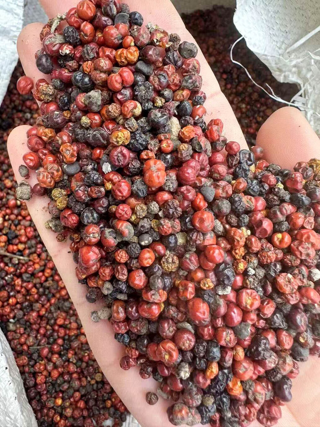 楓隅茜草种子四季播种用种籽籽 茜草种子半斤