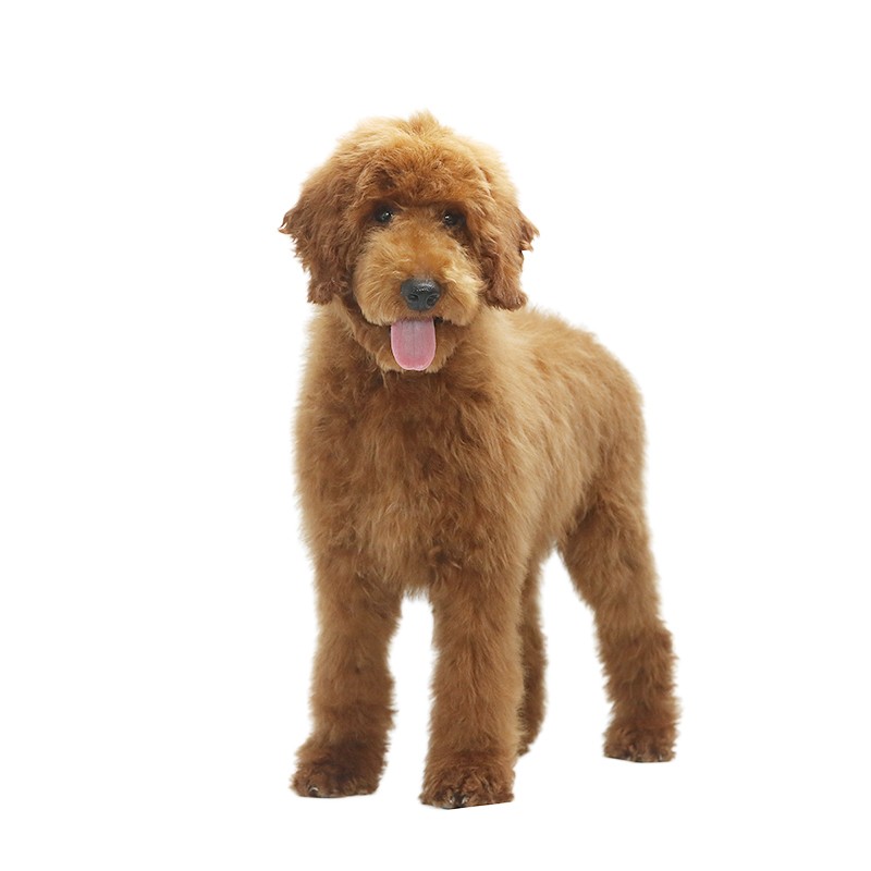 旺狗财猫巨贵犬巨型贵宾犬幼犬活体纯种宠物狗狗巨贵犬中大型 宠物级