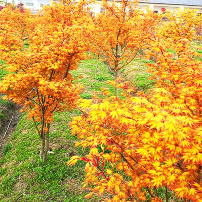 盆景正宗橙之梦日本四季红叶枫树苗鸡爪槭庭院绿植 黄金枫小苗50cm高