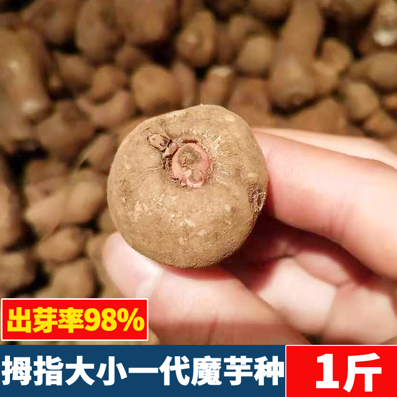 花姬魔芋种子新鲜云南高产花魔芋种粒种球魔芋种籽消毒脱水1斤装二代