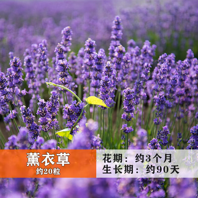 花卉秋冬花种波斯菊花凤仙牡丹芍药美女樱玫瑰绣球茉莉 薰衣草约20粒