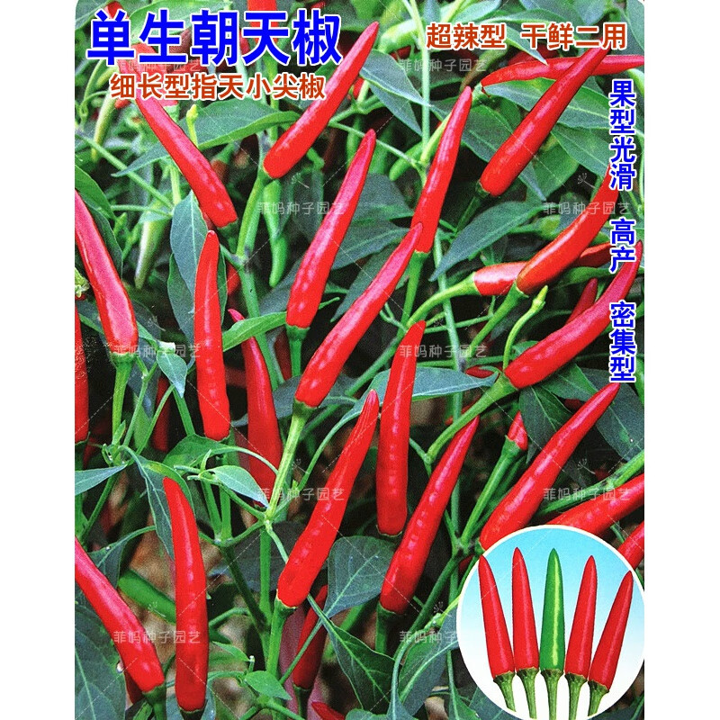 辣椒种子细尖指天椒种籽盆栽大田春秋播丰产蔬菜种孑 单生朝天椒原装