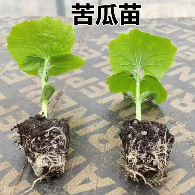 镜之月苦瓜苗带土苦瓜秧苗阳台盆栽庭院菜地生长快四季蔬菜苦瓜秧苗