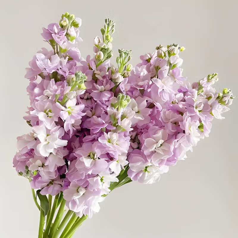 重瓣紫罗兰【粉色 200粒】 肥料