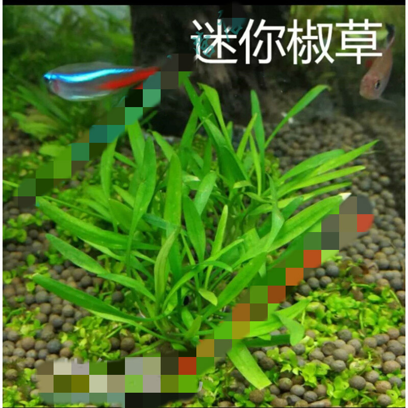 水草造景前景草大全爬地珍珠小红椒迷你皇冠牛毛草椒草活体水草 B 香蕉草一棵 虎窝购