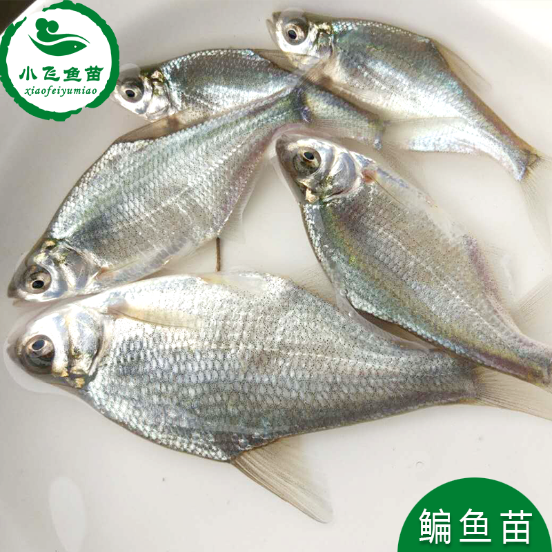 穗桓秋颖观赏鳊鱼长身柳叶鳊三角团头鲂大小武昌扁鱼淡水好养殖食 3-4
