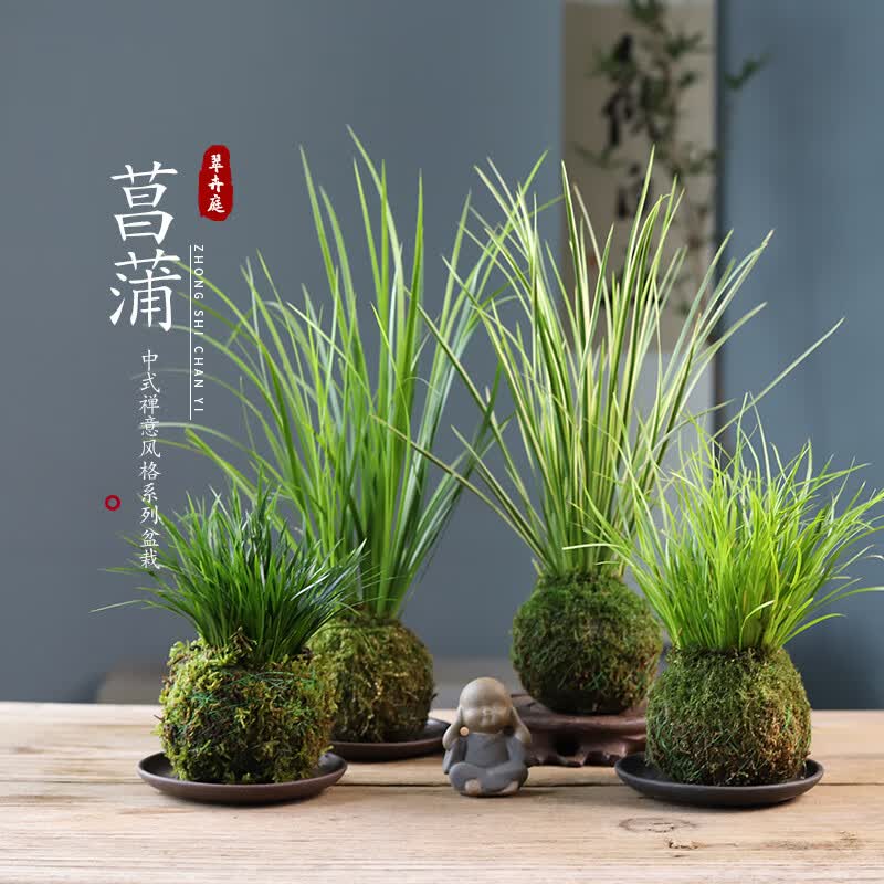素蜜胧月菖蒲水培菖蒲草苔藓球盆栽水养植物禅意苍蒲草随手香四季盆景