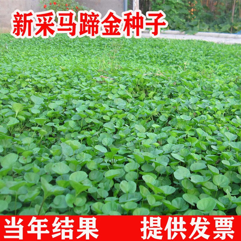 语安新采马蹄金种子批发草坪种子草籽马蹄筋别名金钱草铜钱草种子