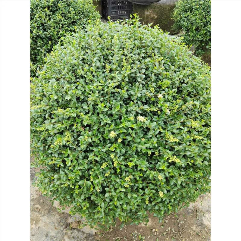 枫麦萱川滇蜡树精品落地球灌木球四季常青耐热耐寒庭院别墅栽种花境