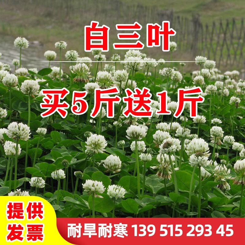 绿达进口三叶草种子白三叶红三叶草籽四季常青护坡绿化庭院多年生耐寒