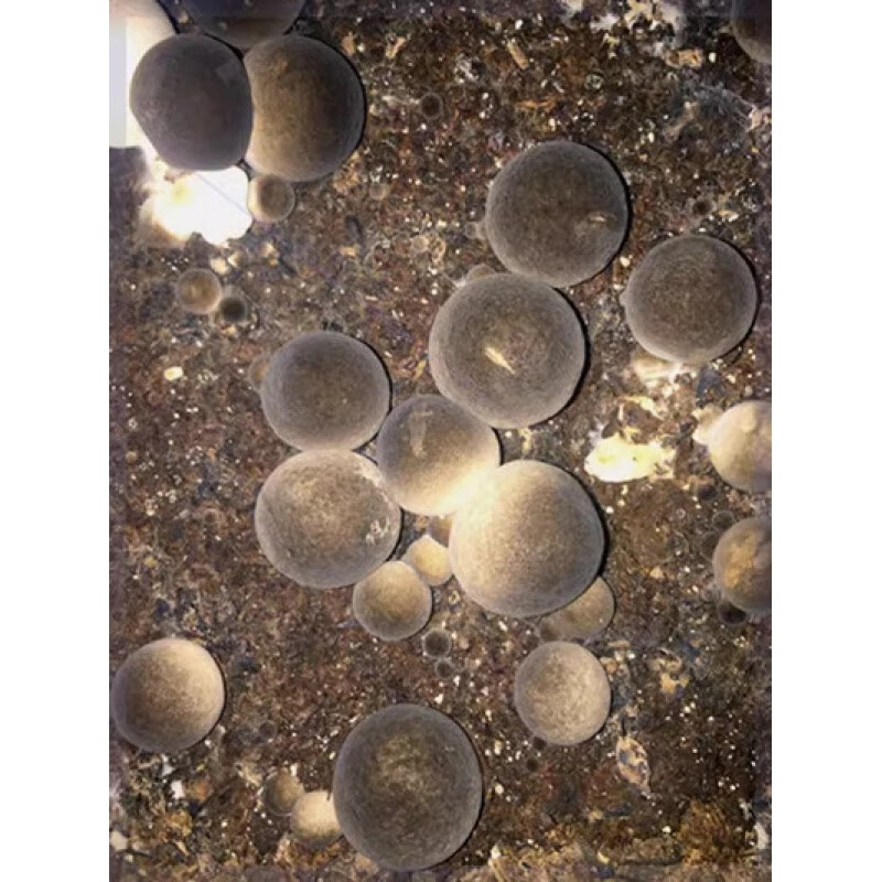 草菇食用菌种棒菌包阳台蘑菇菌包办公室在家趣味种植兰花菇 草菇【600