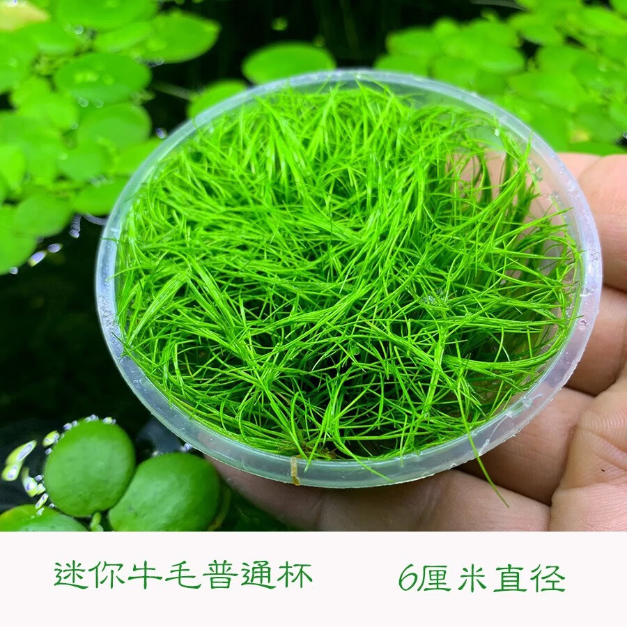 颂呵梵活体水草鱼缸造景前景草日本迷你牛毛正宗迷你牛毛牛毛毡无菌杯