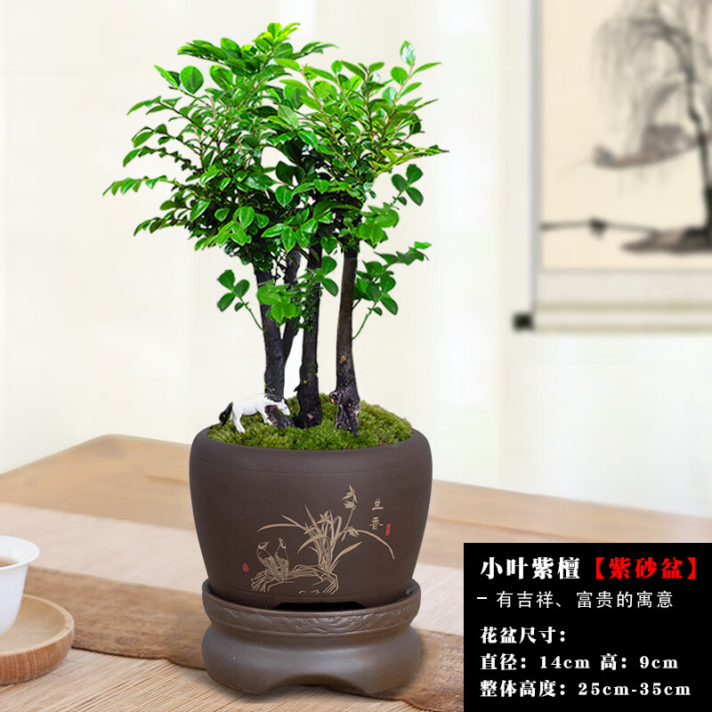 正宗小叶紫檀盆栽盆景植物树苗办公室桌面室内花卉绿植好养活禅意