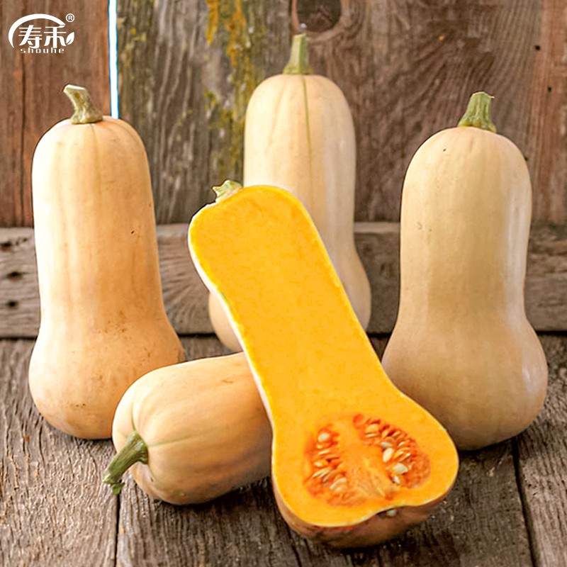 寿禾 板栗味南瓜种子绿贝贝菜瓜桔瓜迷你丑瓜种籽春冬季倭瓜四季种