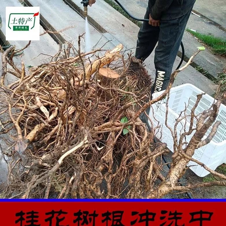 北京同仁堂原材料桂花树根 野生桂树根 桂花树皮中药材内廷上用 桂花