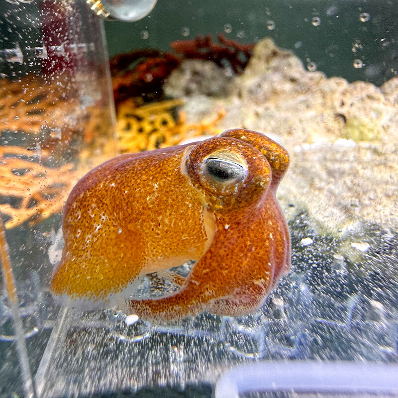 黄金乌贼小飞象夏威夷短尾乌贼海水鱼缸迷你海洋生物观赏动物章鱼 黄金乌贼一只（3-4cm）