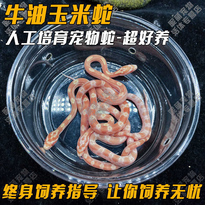 真蛇宠物蛇爬宠幼体翠青异宠宠物白化蛇宠无毒金边 牛油玉米蛇【苗】